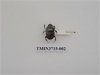 藏品(小黑金龜)的圖片